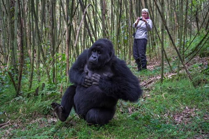 Mountain gorilla trekking in Volcanoes National Park, Rwanda